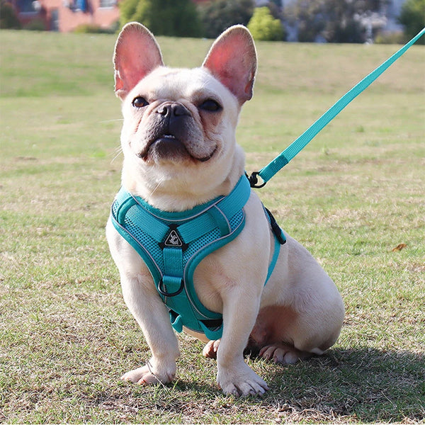 Dog Harnesses Leash